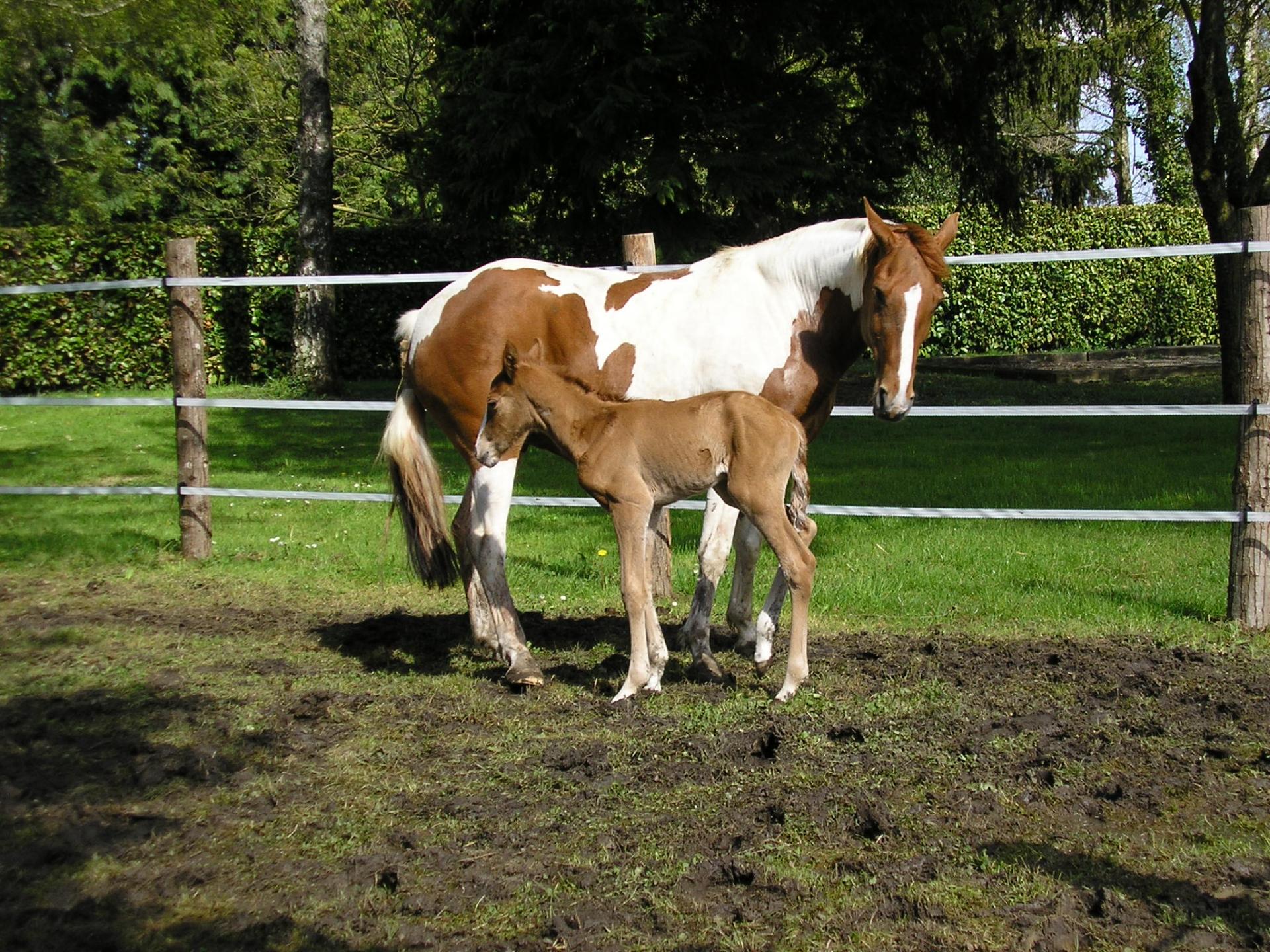 Opale et cookies bebe